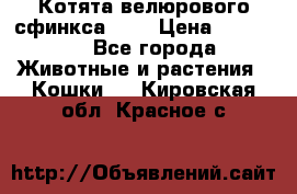 Котята велюрового сфинкса. .. › Цена ­ 15 000 - Все города Животные и растения » Кошки   . Кировская обл.,Красное с.